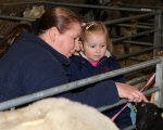 Lammetjes knuffelen op de markt